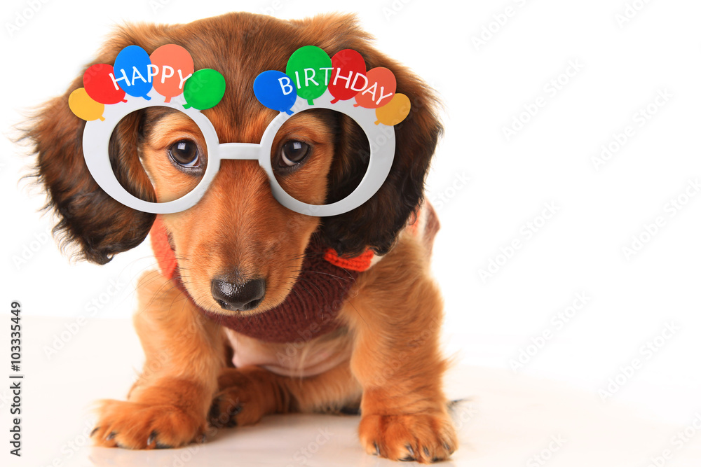 Happy Birthday puppy