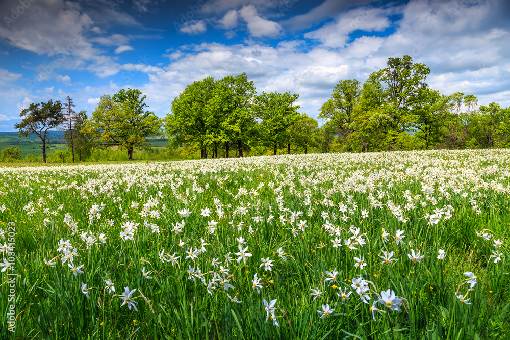 美丽的春天景观和白色的水仙花