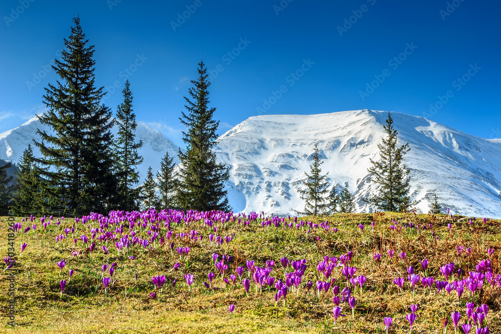 罗马尼亚喀尔巴阡山法加拉山脉的春天景观和紫色番红花