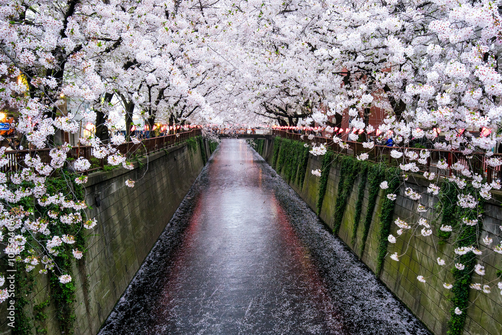 Nakameguro Kanal in Tokio während der Kirschblüte im Frühling