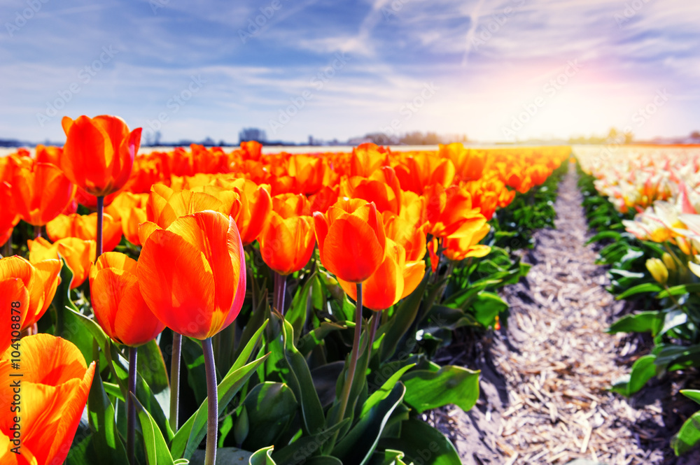 Spring field with blossoming red and orange tulips