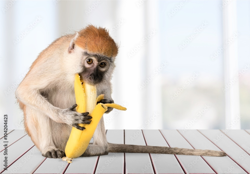 猴子。
