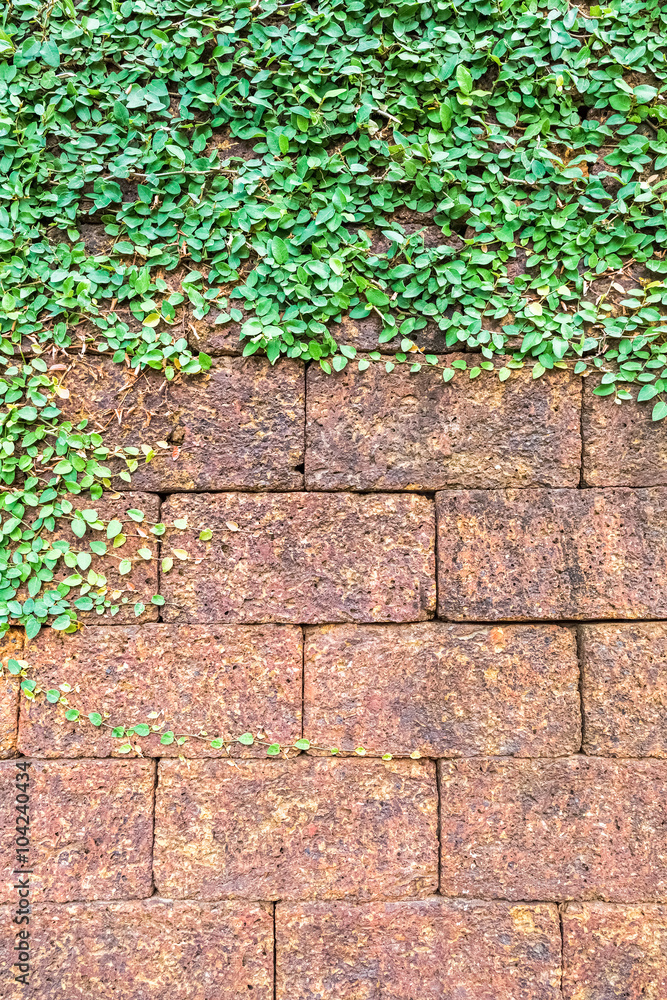 the ivy on laterite brick wall