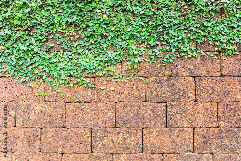 红土砖墙和常春藤