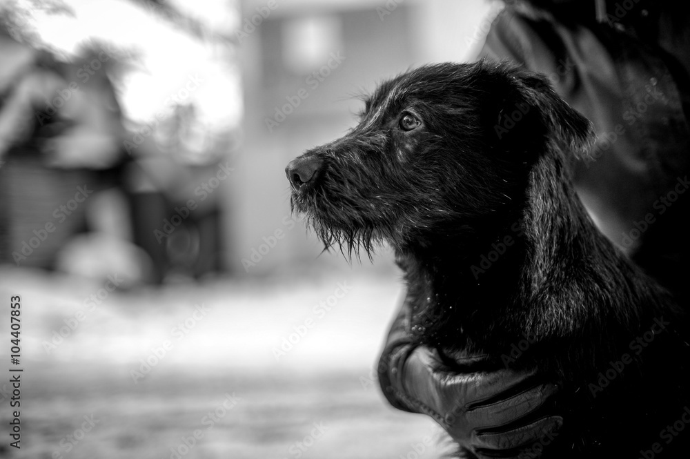 一只被遗弃的狗的黑白照片