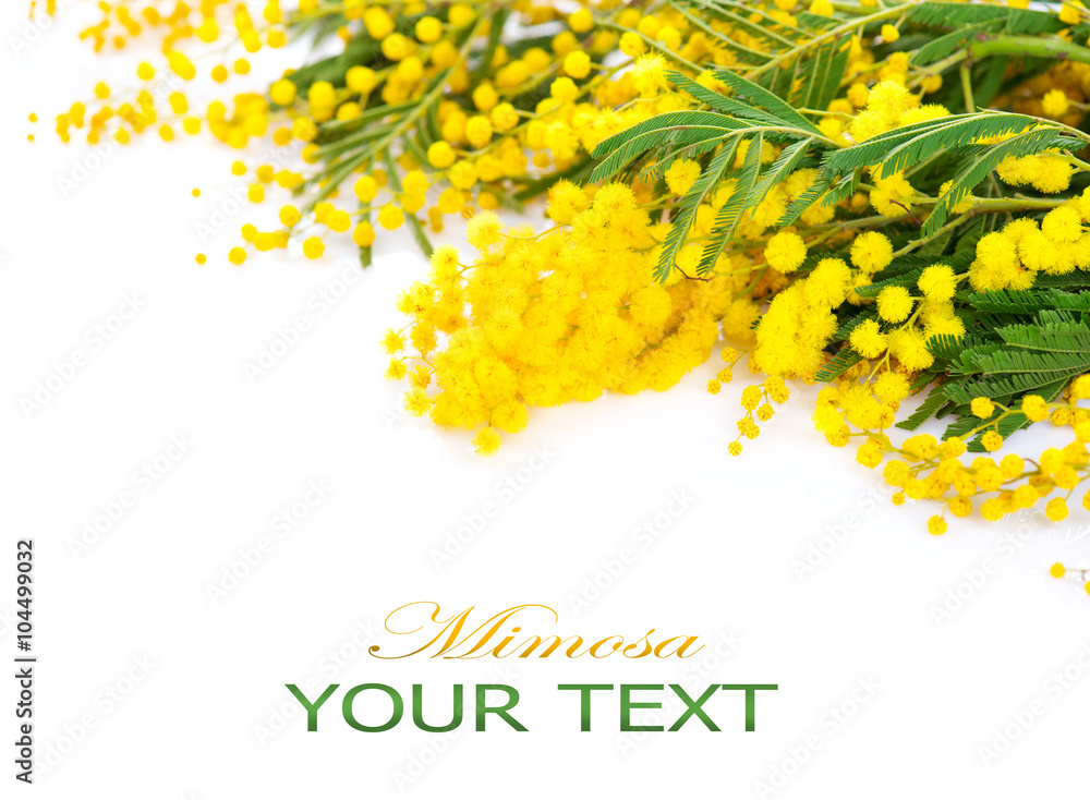 Mimosa spring flowers border isolated on a white background