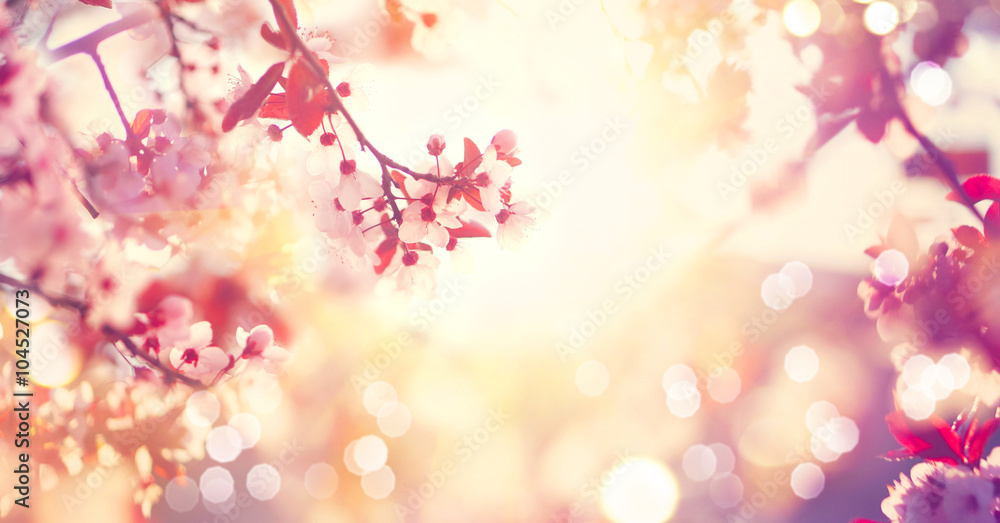 美丽的春天自然景观，粉红色的花朵盛开的树