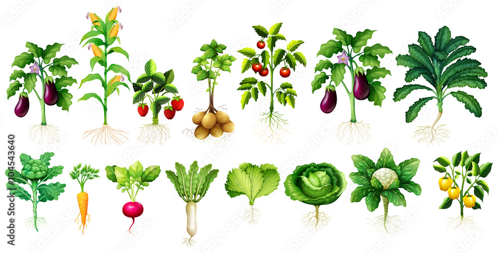 多种有叶有根的蔬菜