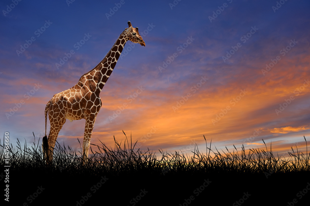 日落天空背景下的长颈鹿