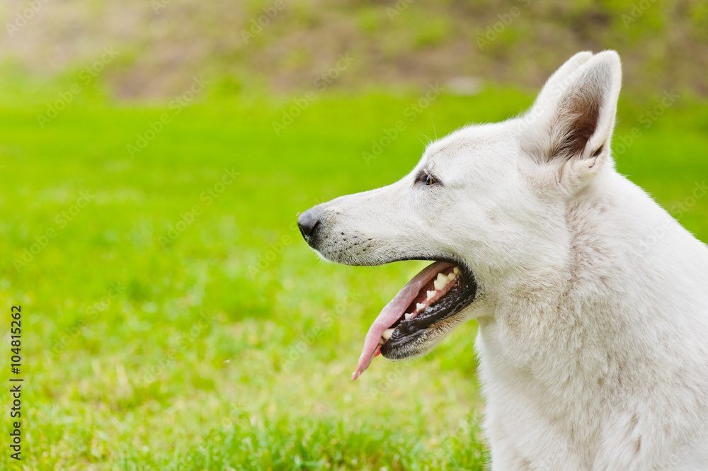 绿草上的纯种白色瑞士牧羊犬肖像
