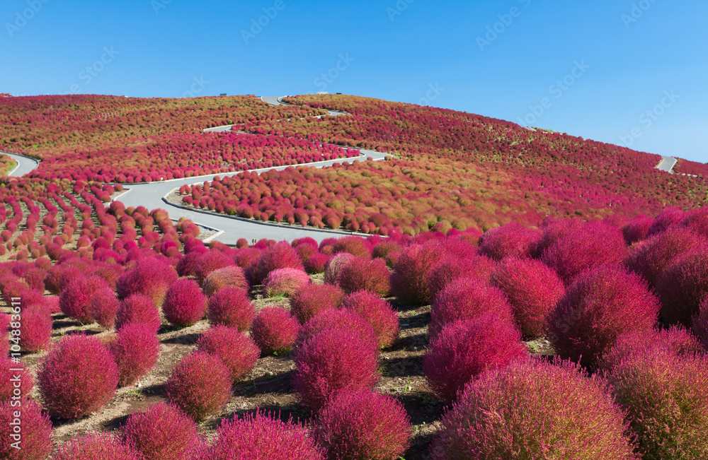 Beautiful kochias hill in autumn season at Hitachi seaside park , Ibaraki prefecture , Japan