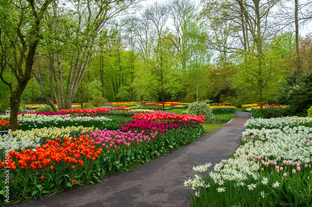 荷兰Keukenhof公园美丽的春花
