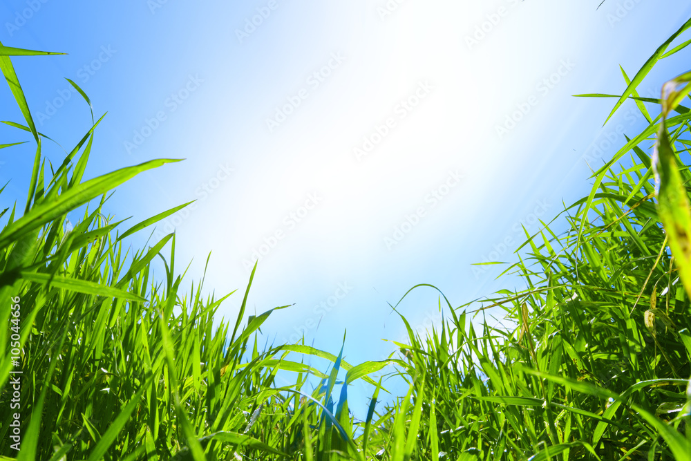Verde e azzurro - erba e cielo - Pianeta terra