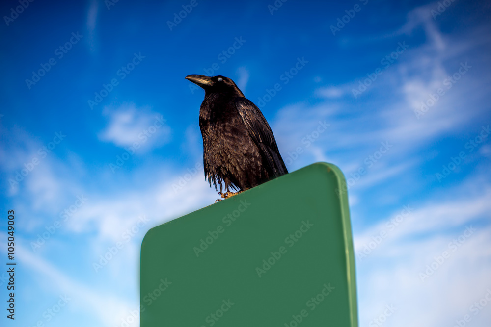 黑色乌鸦坐在蓝天背景下的路标上