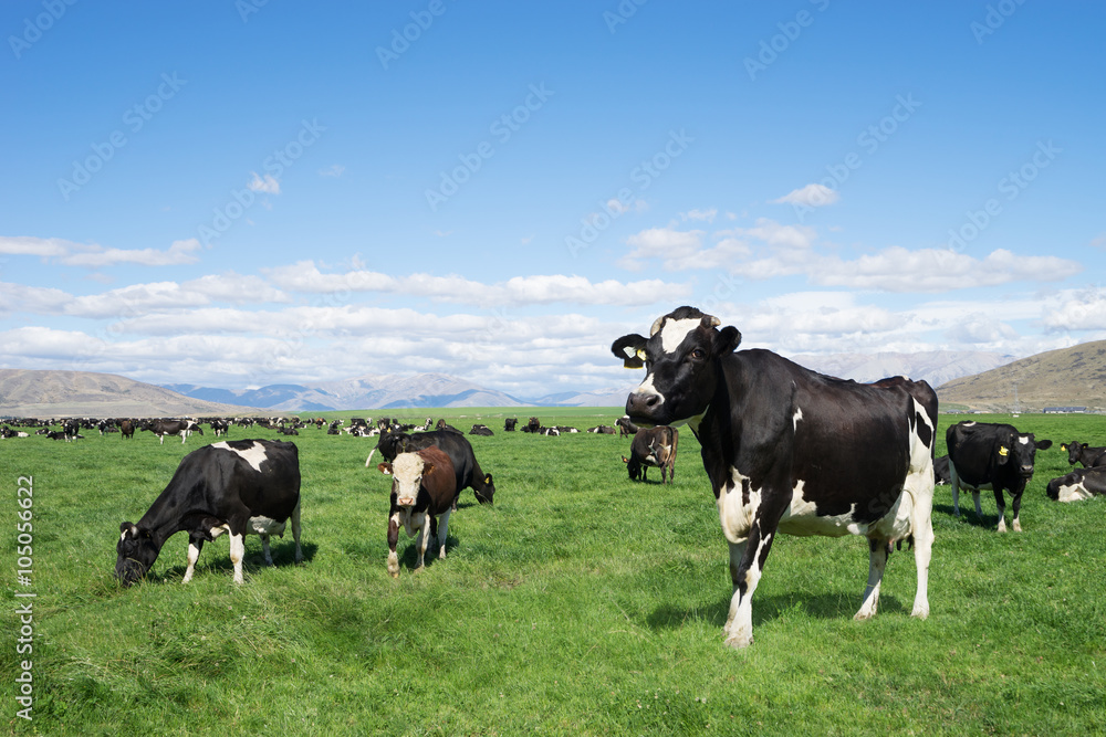 pasture with animals in summer sunny day in New Zealand