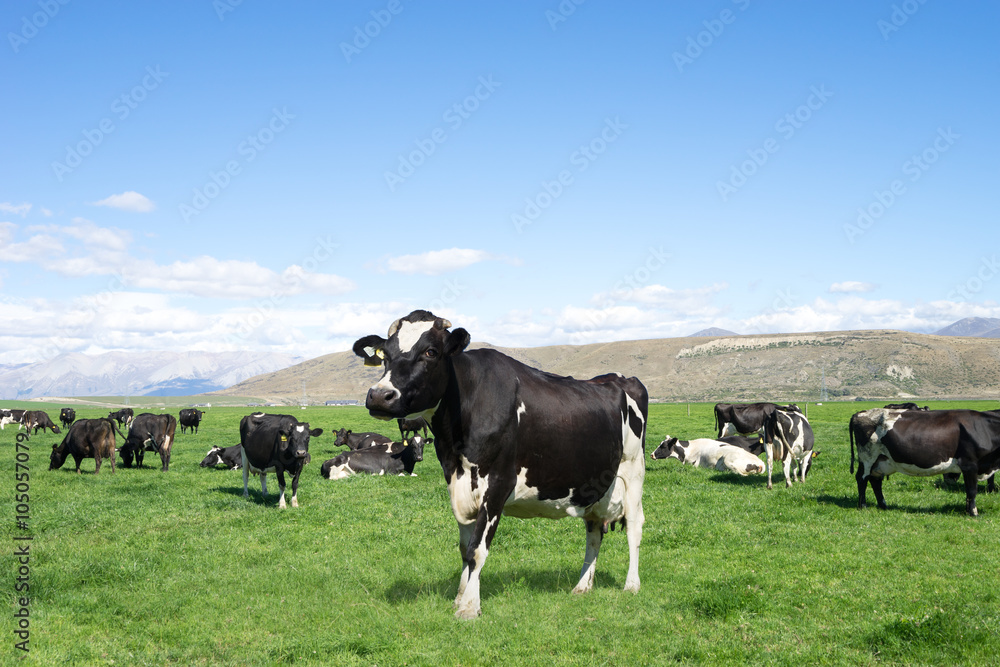 pasture with animals in summer sunny day in New Zealand