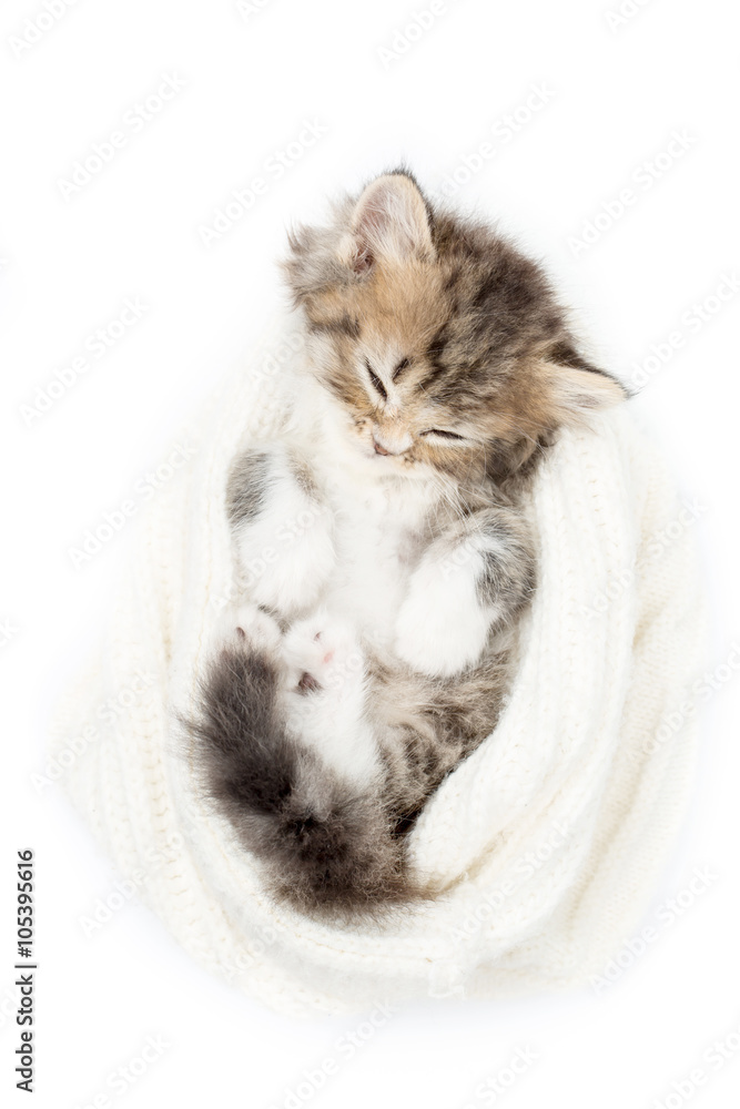 睡在羊毛帽子上的波斯小斑猫