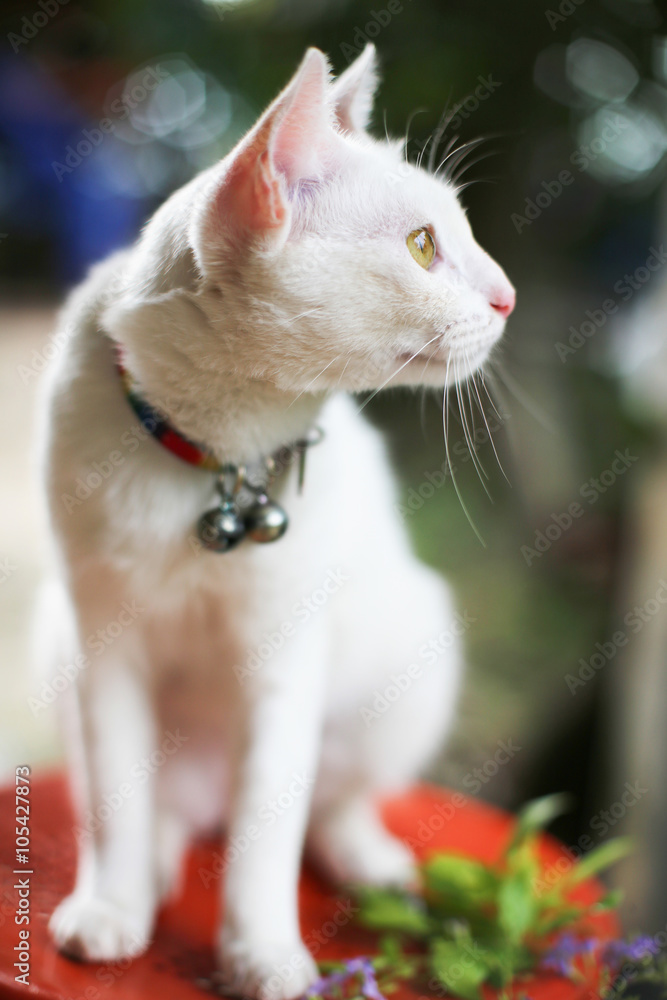 Siam cat white color,yellow eye,netive cat in Thailand