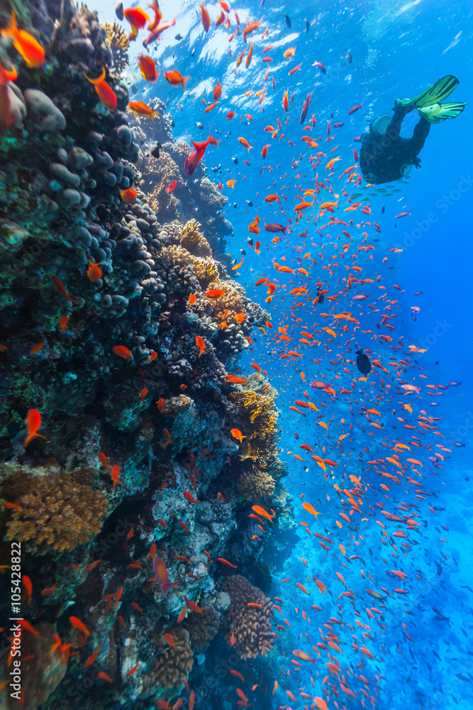 Scuba diver explore a coral reef