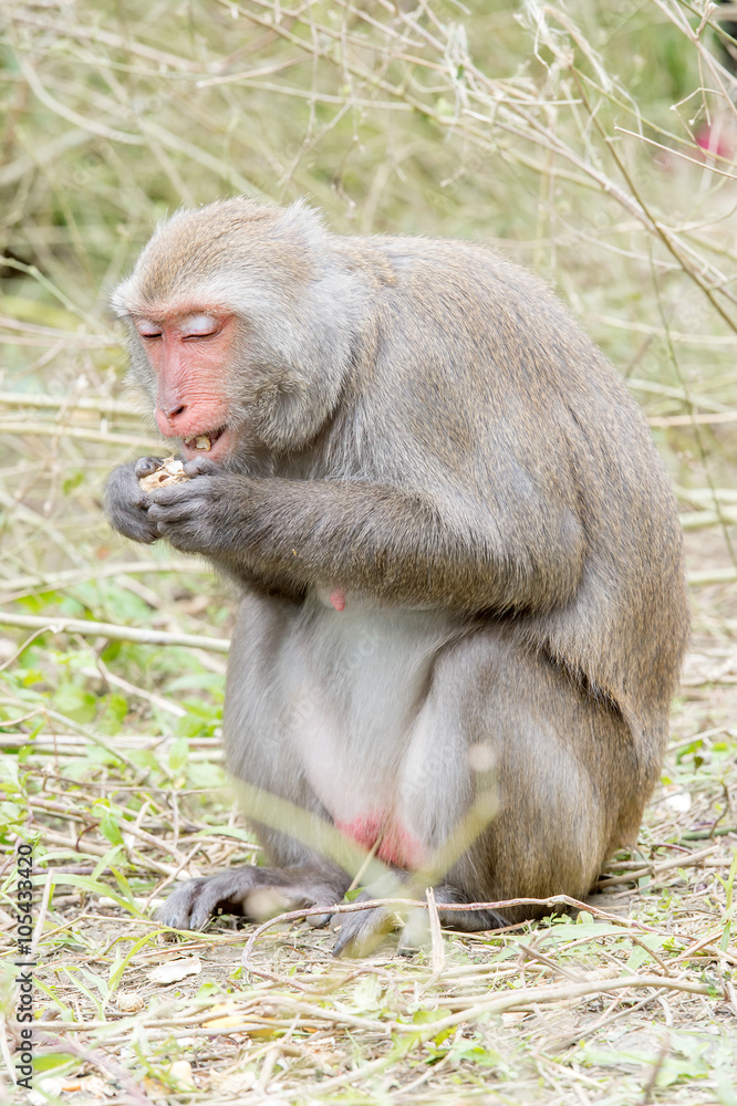 台湾猕猴吃香蕉（台湾猴）