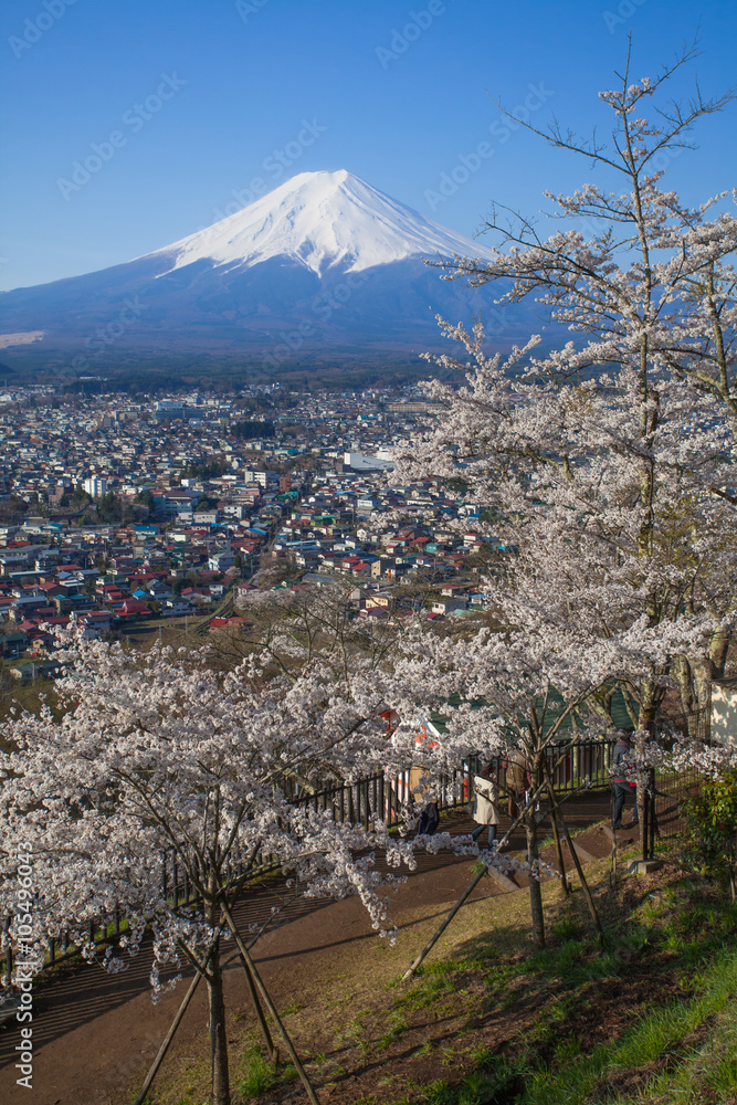 春天的富士山和樱花樱花