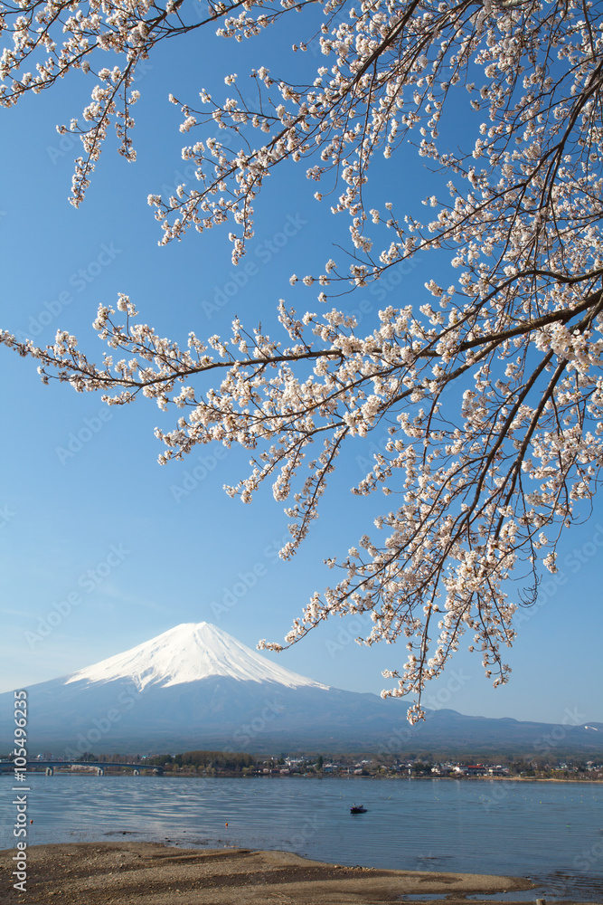 樱花樱花和富士山在河湖