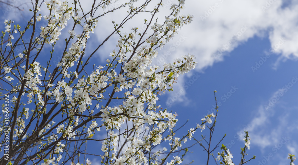 蓝天下树上的花蕾绽放