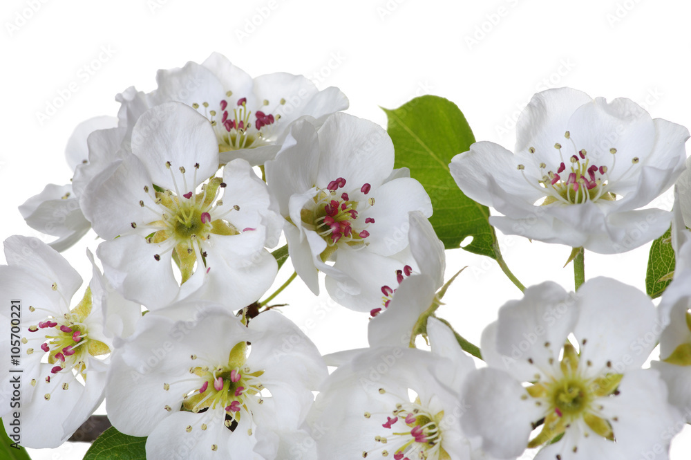 白色上的花朵