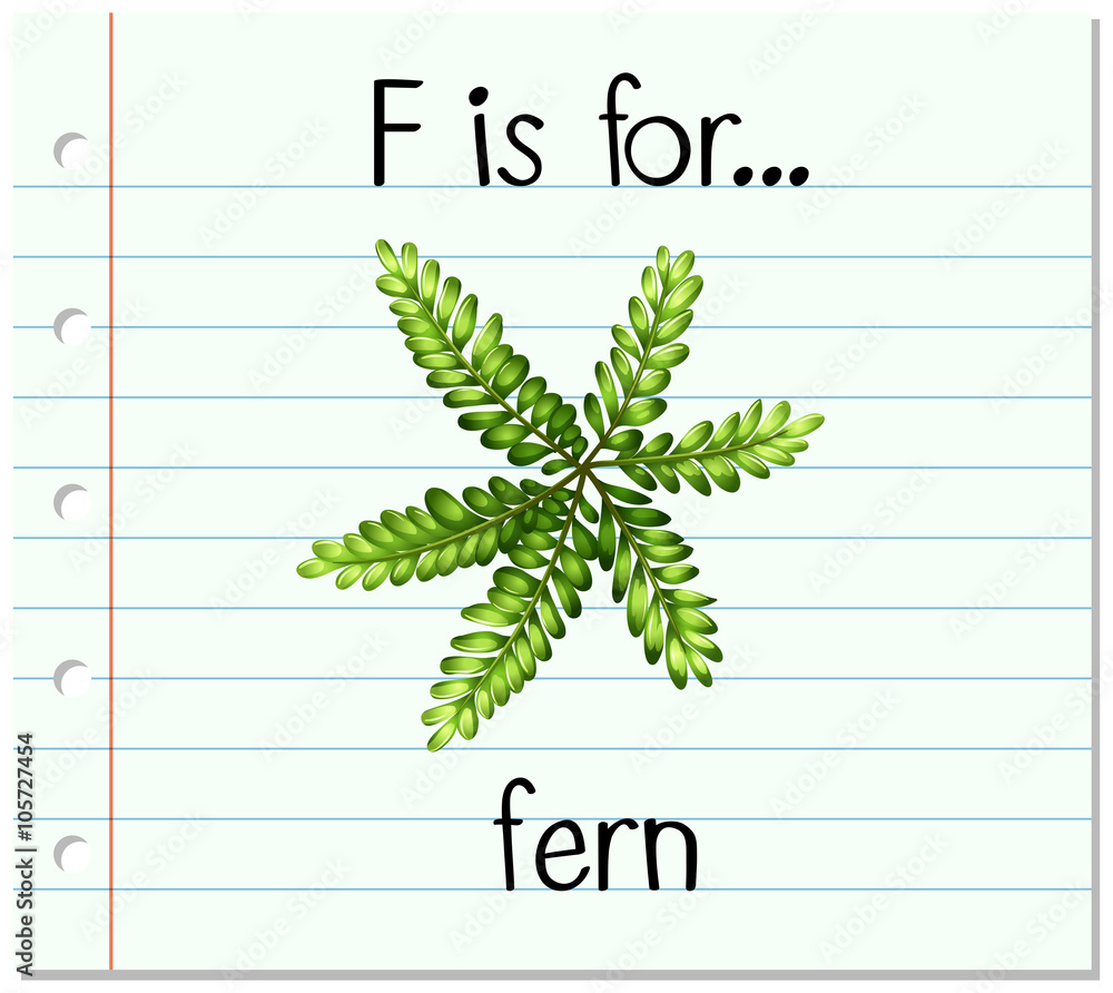 抽认卡字母F代表蕨类植物