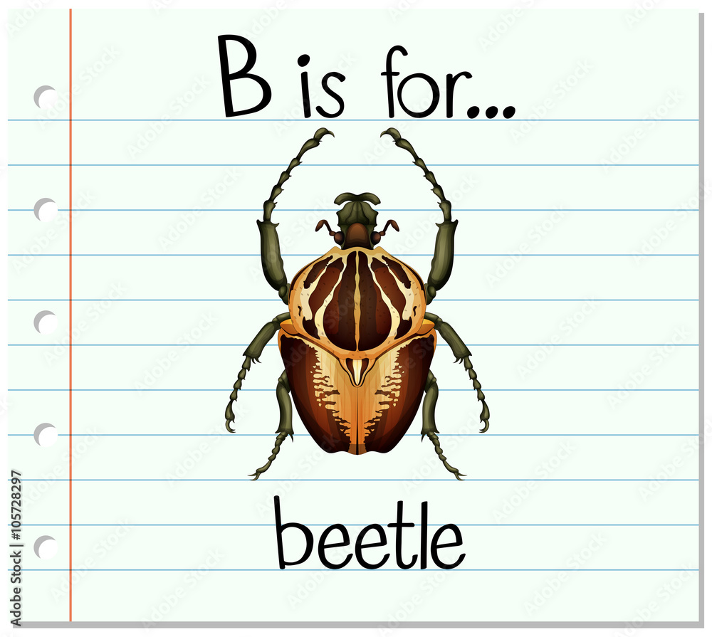 抽认卡字母B代表甲虫