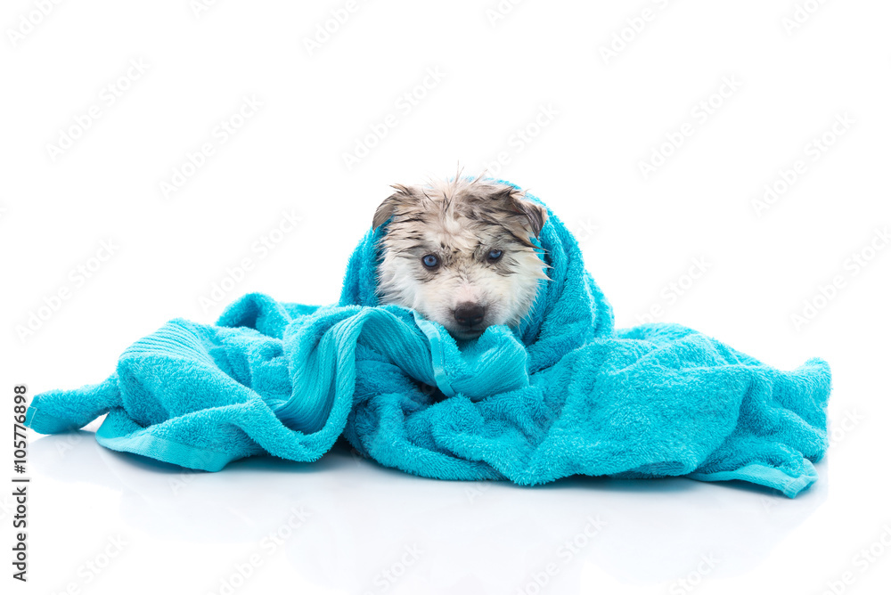 Siberian husky puppy after bath is covered with a blue towel
