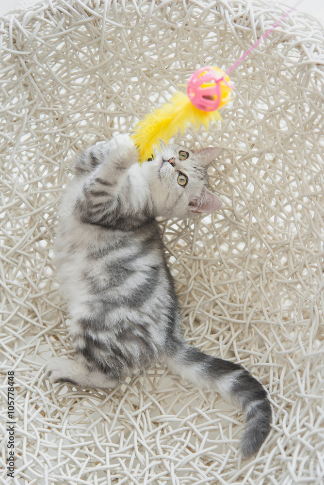 可爱的虎斑小猫玩玩具