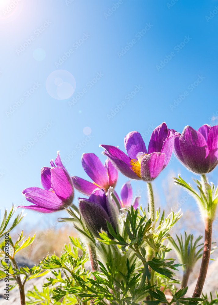 Spring flowers against sunny blue sky