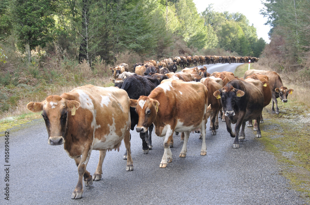 球衣奶牛在新西兰的开放道路上回家