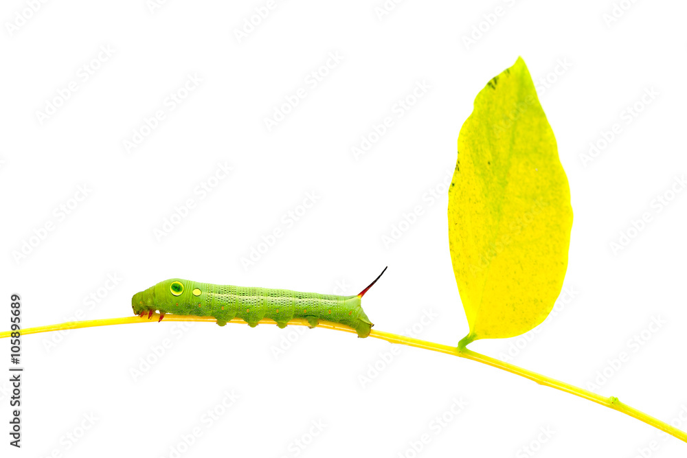 植物上的绿色蠕虫粘在白色背景上。