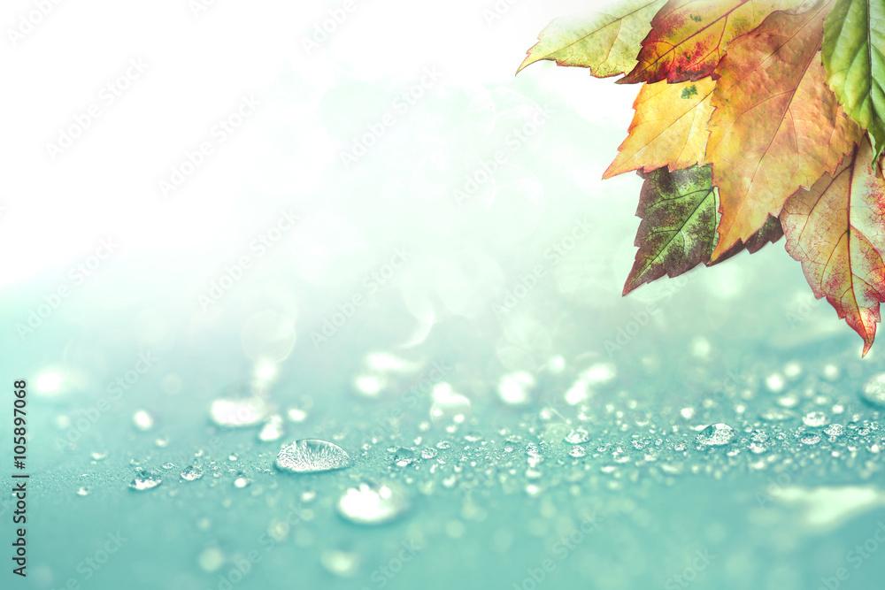 Autumn leaves and  rain water drops background