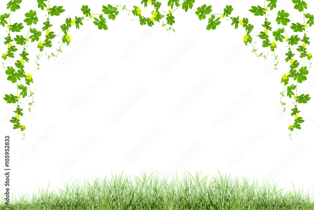 Green leaves frame isolated on white background ,copy space for