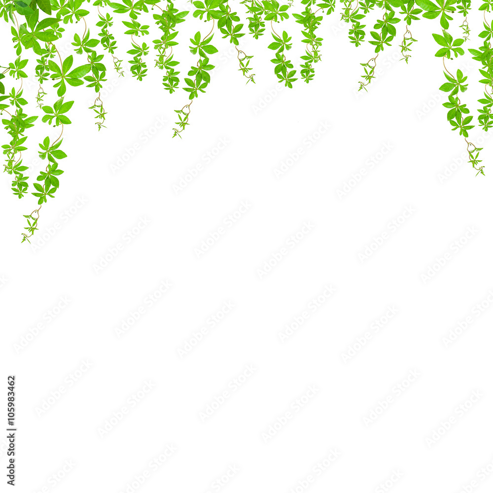 green leaves   on white background,with clipping path.