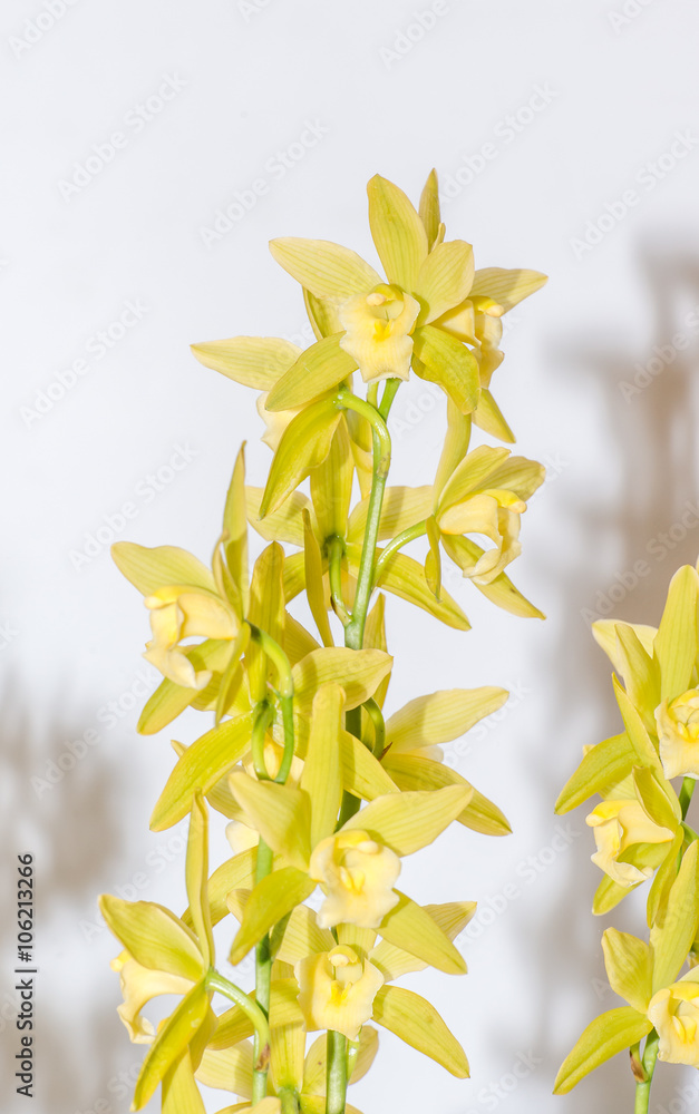 yellow dendrobium nobile 