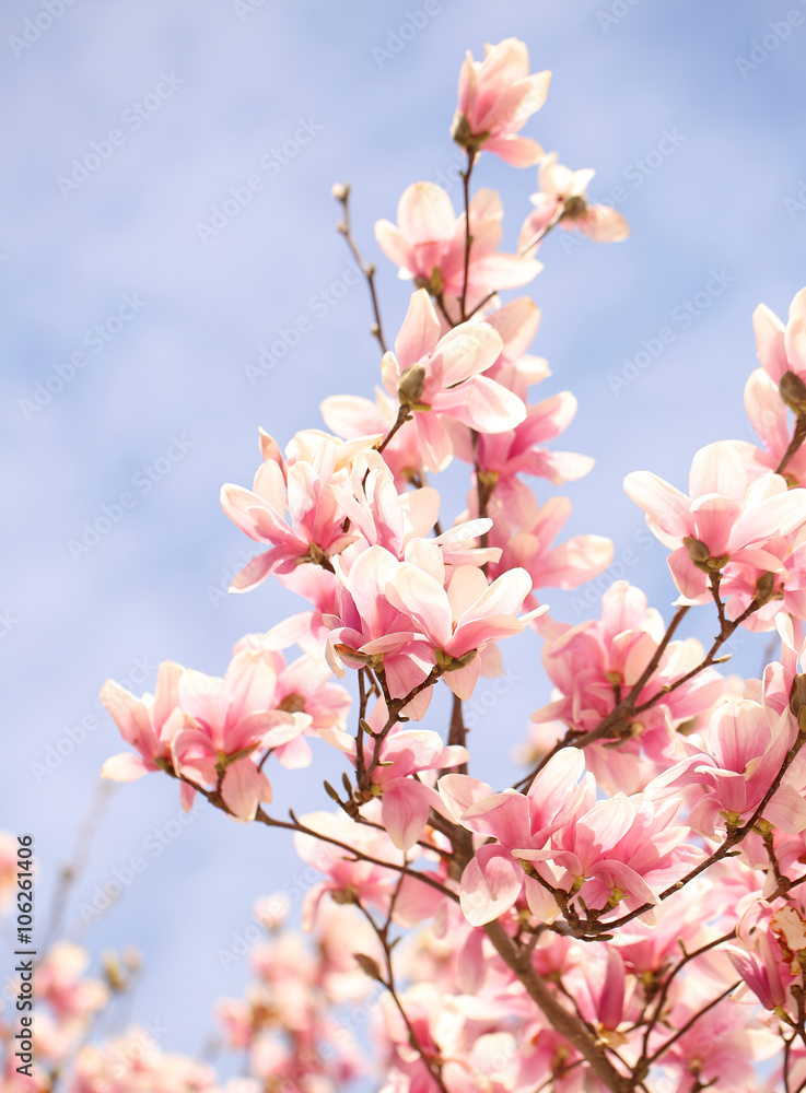 Magnolia tree blossom in springtime