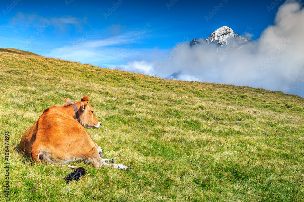 奶牛在草地上放松是瑞士阿尔卑斯山