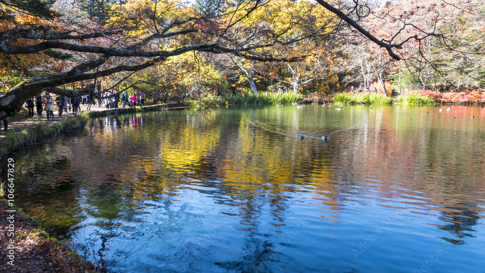 日本长野县清水泽的秋天，色彩很好