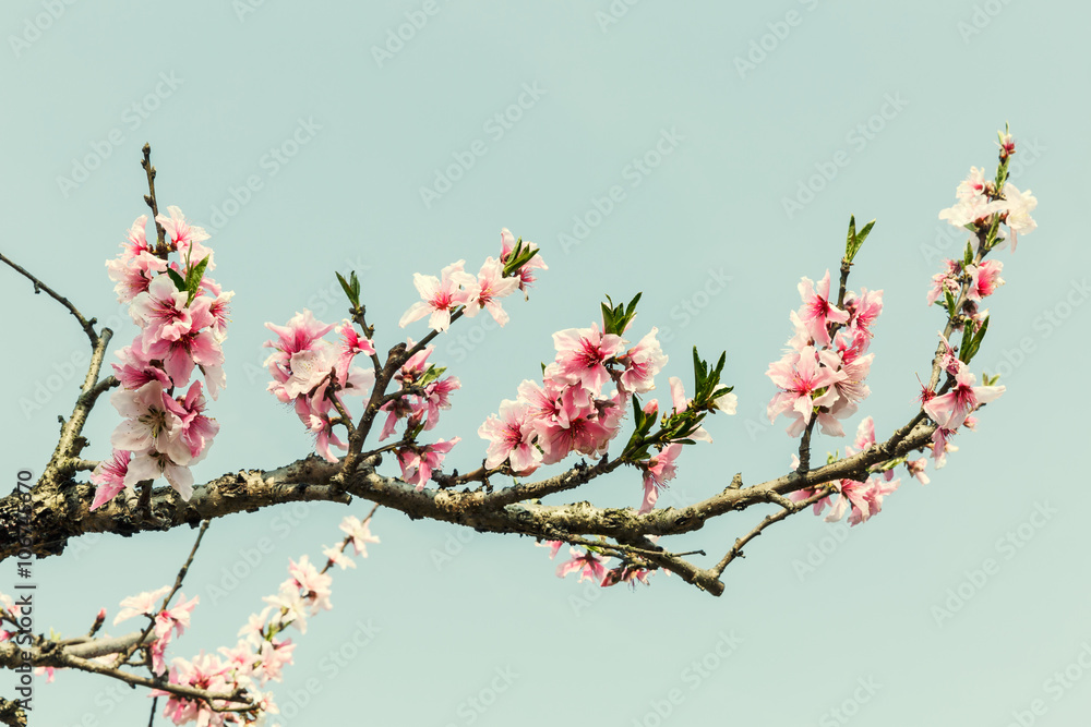 粉色桃花在春园绽放