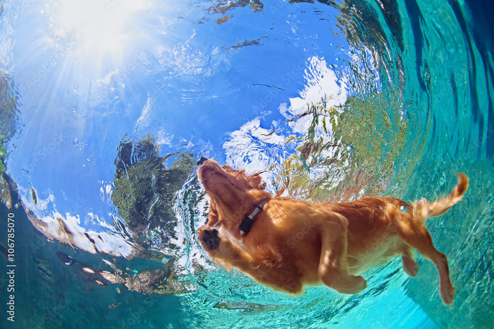 金色拉布拉多寻回犬幼犬在户外游泳池玩耍的水下照片——跳跃