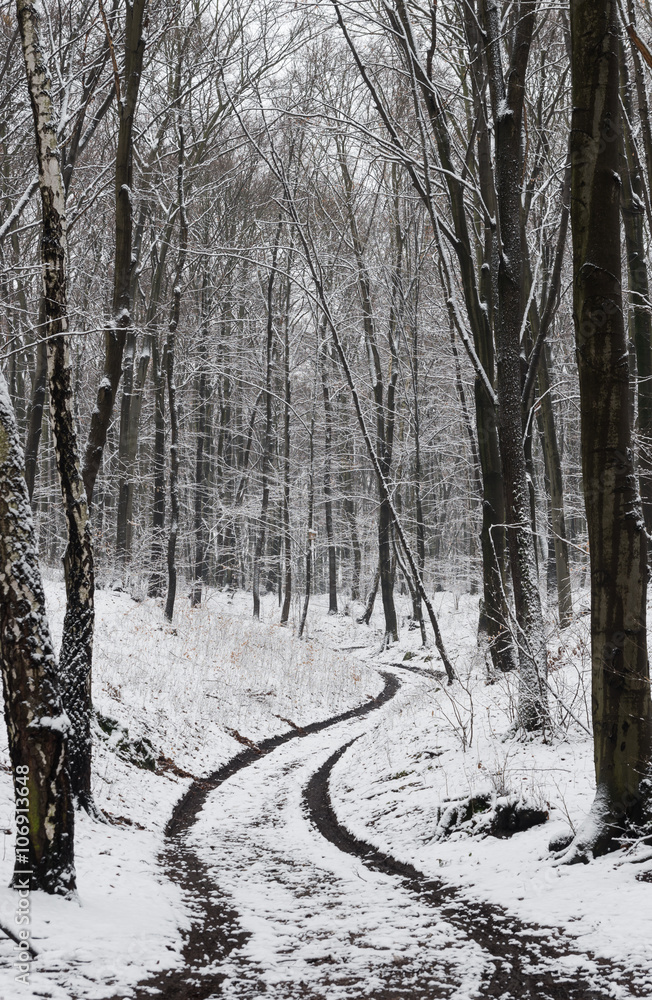 冬季森林道路，树木茂密，地面积雪