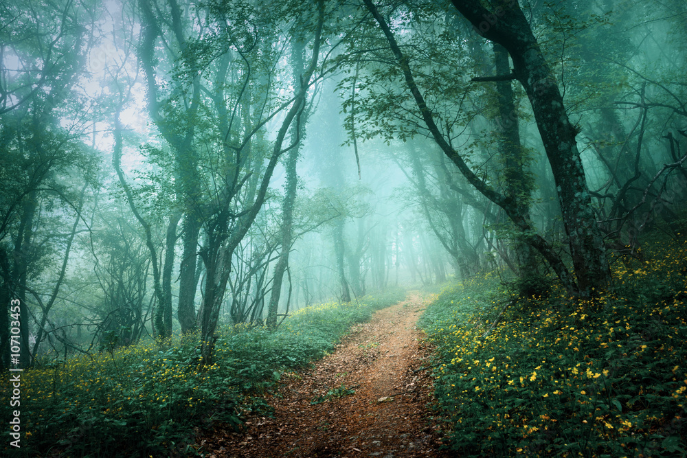 穿过一片神秘的黑暗森林的路，雾中有绿叶