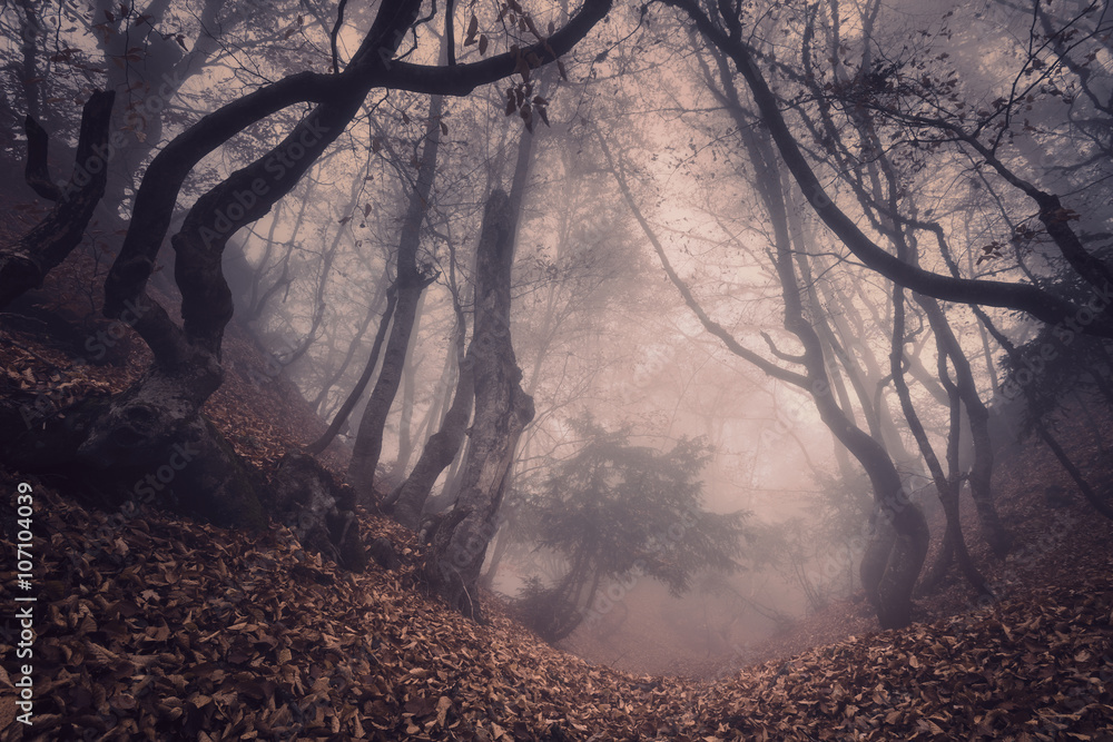 雾中的秋林。美丽的自然景观。复古风格