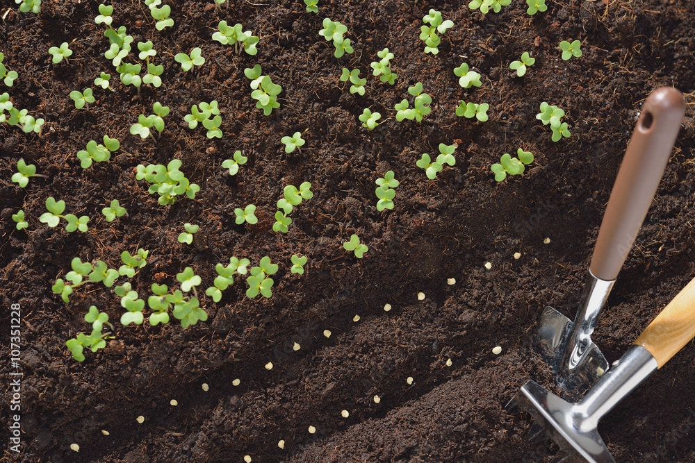 用园艺工具在土壤中种植的种子和幼苗