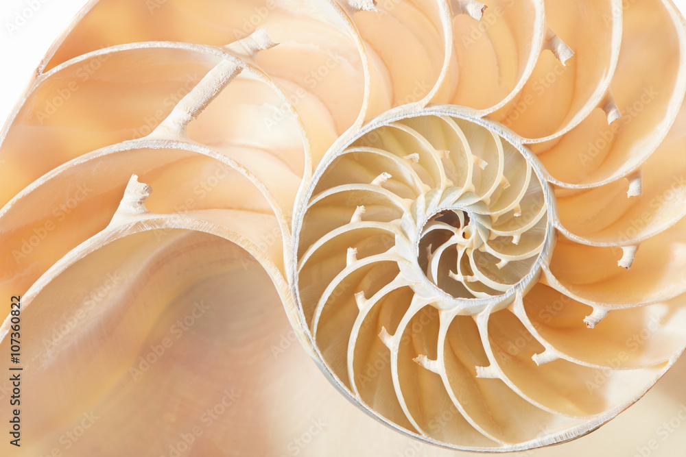 Nautilus外壳部分，完美的斐波那契图案背景