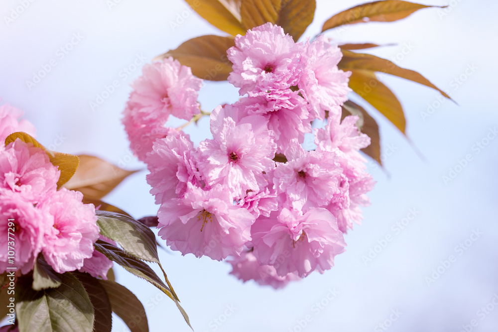 美丽的花朵-盛开的日本樱桃